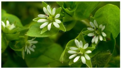 7 erbe infestanti comuni da tenere d'occhio nel tuo giardino – e consigli di ...