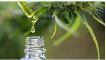 Gli scienziati affermano che le foglie di cannabis contengono composti rari c...