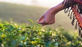 CropLife India chiede una protezione dei dati per 5 anni e avverte di ridurre...